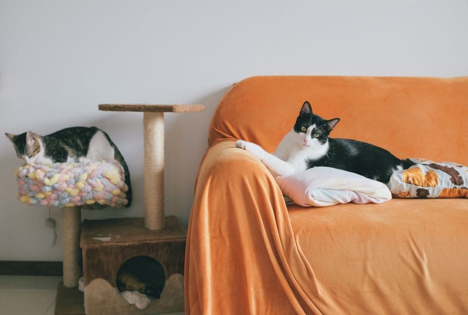 Cat Furniture Worth Your Living Room: Mau vs Marlene's