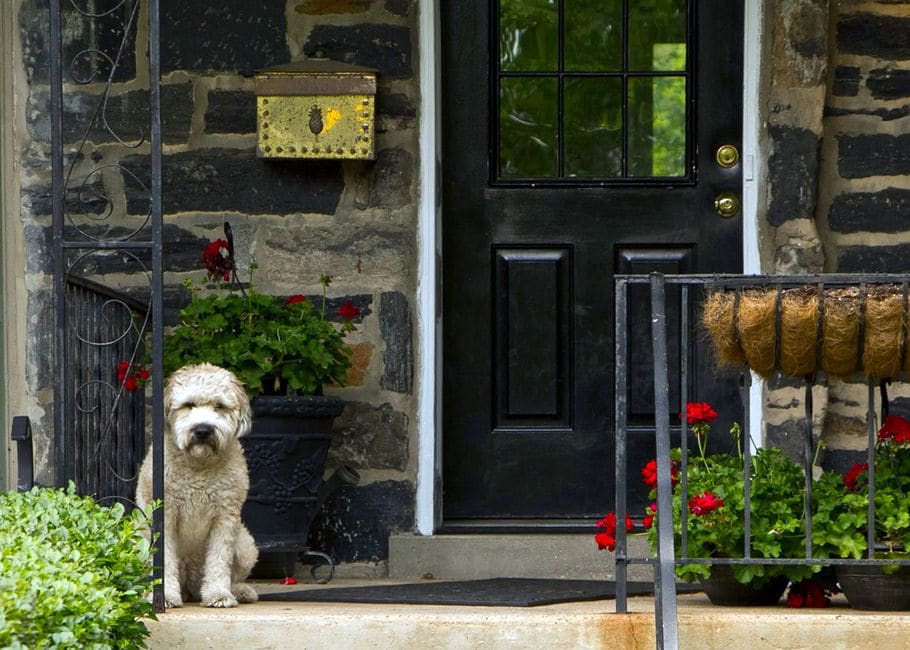 PetDoors.com (Pet Door Superstore)