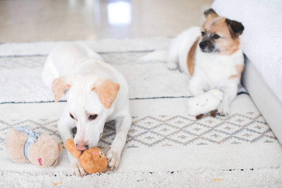Petsies Custom Pet Plushie